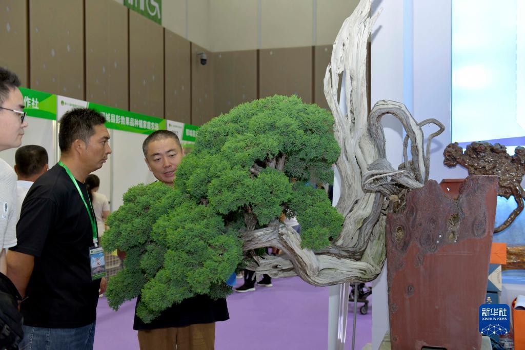 百家乐免佣